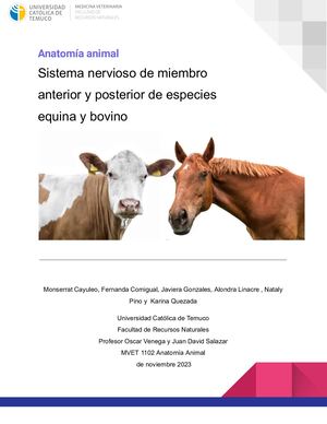 Atlas De Anatomía Animal (Sistema Nervioso De Bovino Y Equino)