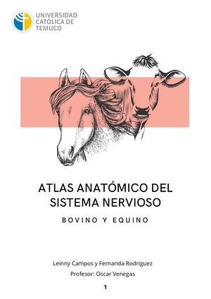 Atlas sistema nervioso bovinos y equinos