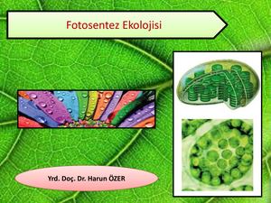 Fotosentez Ekolojisi (Hö)
