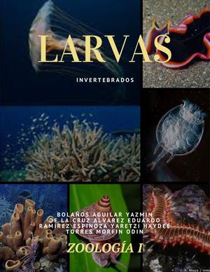 Larvas Zoo (2)