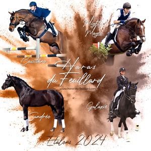 Etalons 2024 Collection Haras Du Feuillard