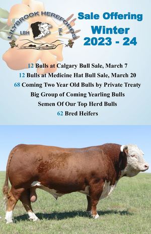 Lilybrook Herefords Sale Offering 2023-24