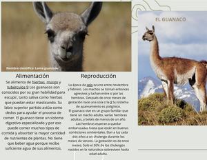 Folleto Trabajo Final