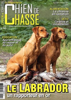Chien de chasse #45