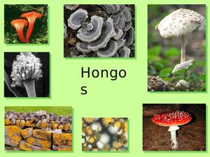 Hongos 2 Ppt (2) (2)