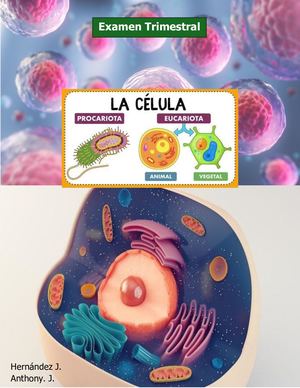 Examen Semestral Planificación Semanal