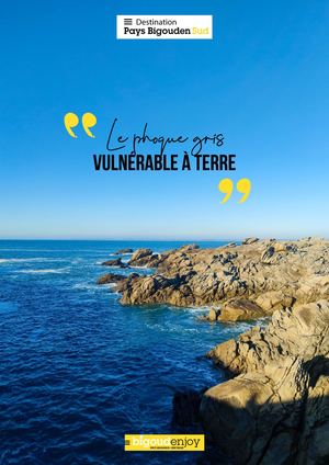 Les Phoques En Pays Bigouden Sud