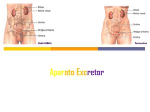 5 Sistema Excretor Luis