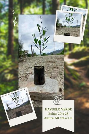 Catalogo1forestales 20x 28 Subia Climafrio Diciembre