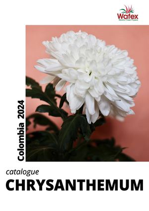 Col Wafex Chrysanthemum