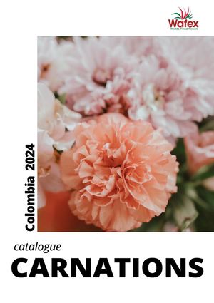 Col Wafex Carnation