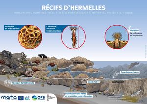 Récifs d'hermelles - Life MarHa