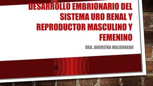 Desarrollo Embrionario Del Sistema Uro Renal Y Reproductor