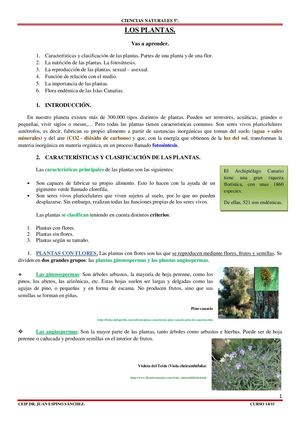 Plantas Pdf