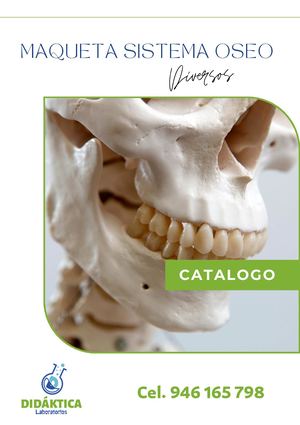Maquetas Columna Vertebra Pelvis Femur Craneo Anatomia Humana Didaktica Laboratorios
