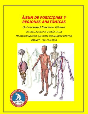 Posiciones Y Regiones Anatómicas Cristel