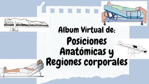 Pociciones Anatomicas 2