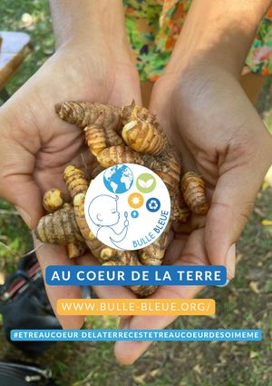 #1 Rapport Bulle Bleue