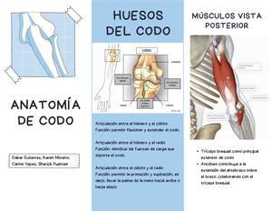 Anatomía De Codo