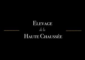 Brochure Etalons - Elevage de La Haute Chaussée 2024