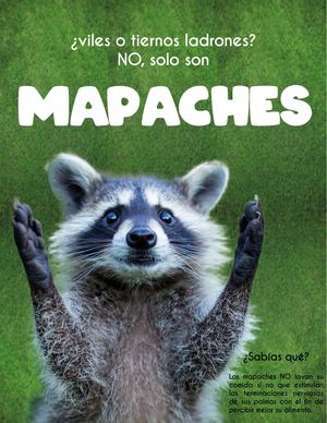 Mapaches
