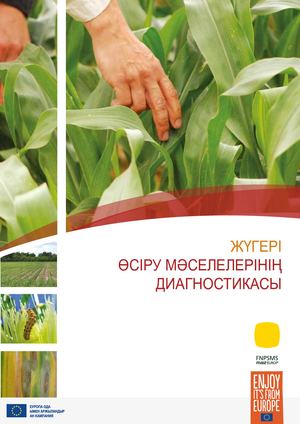 ЖҮГЕРІ ӨСІРУ МӘСЕЛЕЛЕРІНІҢ ДИАГНОСТИКАСЫ