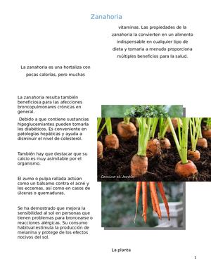Producción de la zanahoria