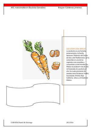 Zanahoria-Características y Propiedades