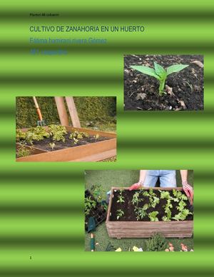 Cultivo De Zanahoria