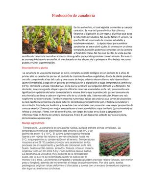 Producción De Zanahoria