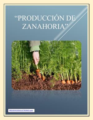Producción De Zanahoria