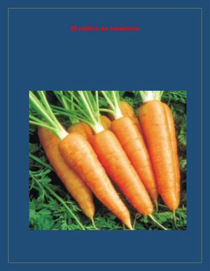 El Cultivo De Zanahoria