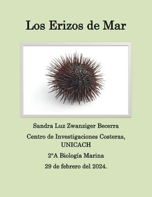 Los Erizos De Mar