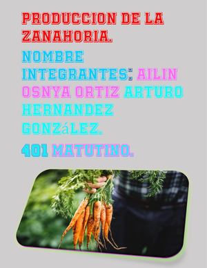 Produccion De La Zanahoria