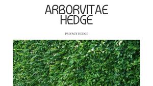 Choosing The Perfect Arborvitae Hedge For Your Landscape