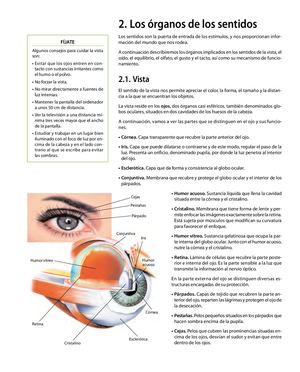 Los órganos de los sentidos
