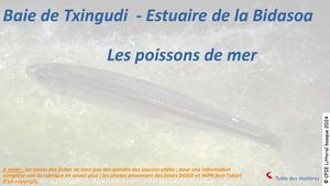 Les poissons de mer (Baie de Txingudi )