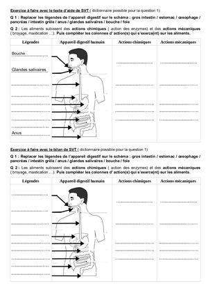 Exercice d'entrainement pour le chapitre de la digestion