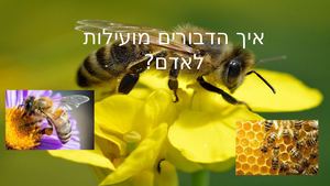 איך דבורים מועילים לאדם