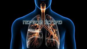 מערכת הנשימה