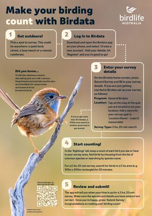 Emu Wren Birdata Summary