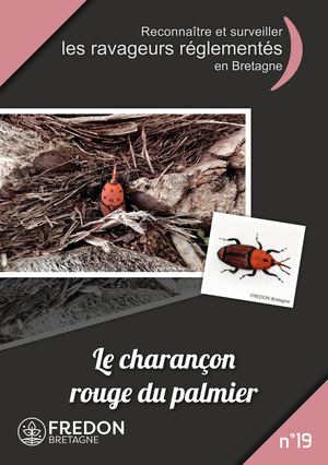 19- Le Charançon Rouge sur palmier