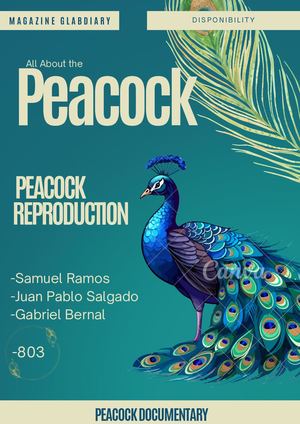Reproduction Peacock