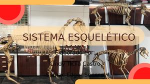 Sistema Esqueleto Axial