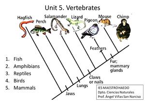 5 Vertebrates