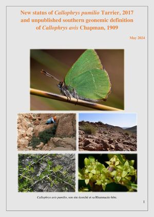 New status of Callophrys pumilio Tarrier, 2017 and unpublished Southern geonemic definition of Callophrys avis Chapman, 190. April 2024. Par Michel R Tarrier