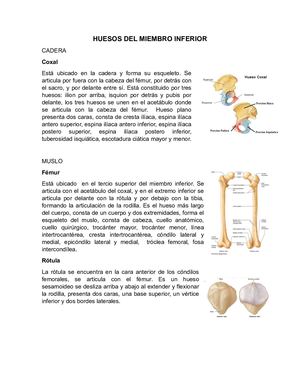 9 Huesos Del Miembro Inferior