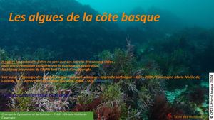 Faune et flore du Sud du Golfe de Gascogne - Algues / CPIE Littoral basque