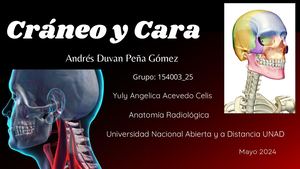 Anatomia Cráneo Y Cara