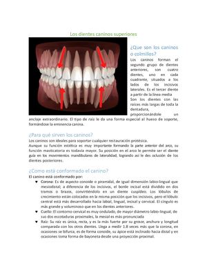 Los Dientes Caninos Superiores